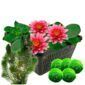 Rode waterlelie + Zuurstofplanten