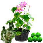 Lotus + Zuurstofplanten tegen Algen