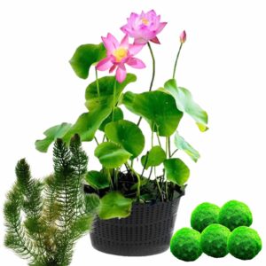 Lotus + Sauerstoffpflanzen Algen