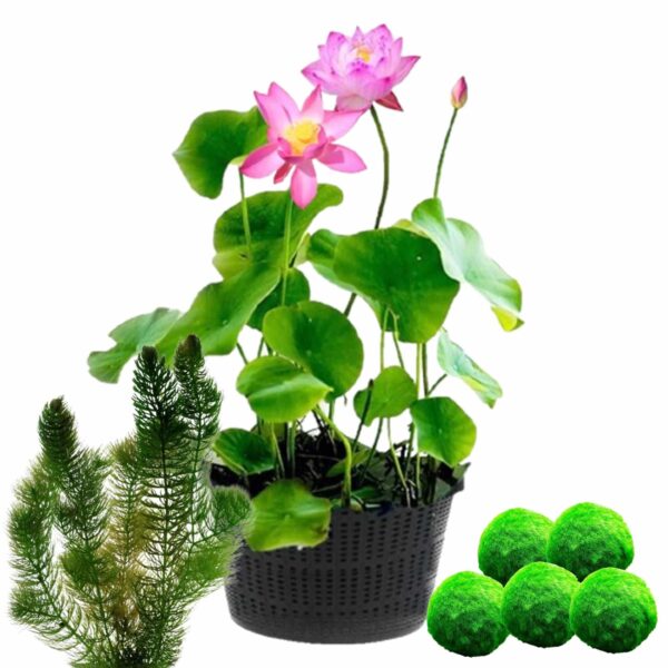 Lotus + Zuurstofplanten tegen Algen Lotus + Zuurstofplanten tegen Algen