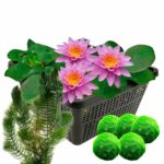 Roze waterlelie + Zuurstofplanten