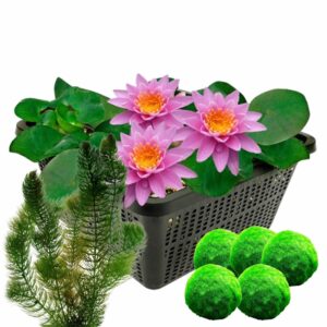 Rosa Seerose + Sauerstoffpflanzen