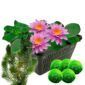 Roze waterlelie + Zuurstofplanten