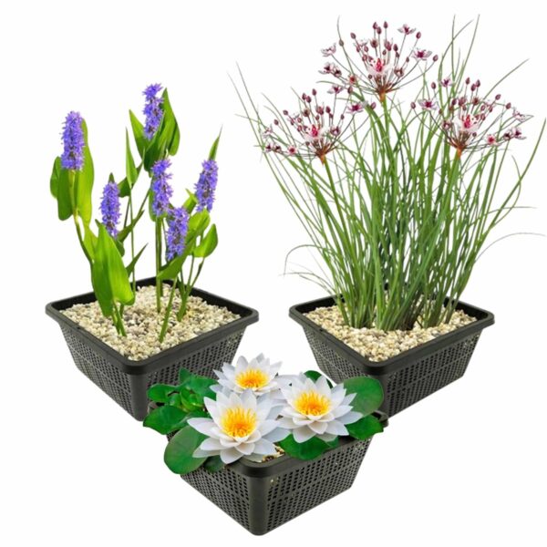 Set Witte Waterlelie Set Witte Waterlelie