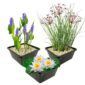 Set Witte Waterlelie