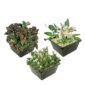 Tropische Waterplanten