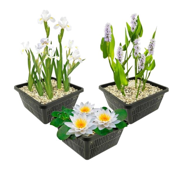 Witte Waterplanten Witte Waterplanten