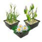 Witte Waterplanten