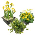 Gele Waterplanten