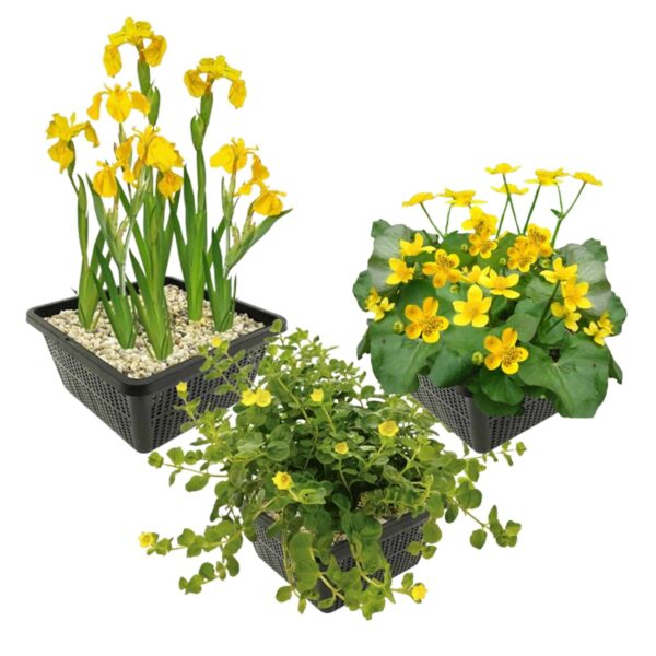 Gele Waterplanten Gele Waterplanten