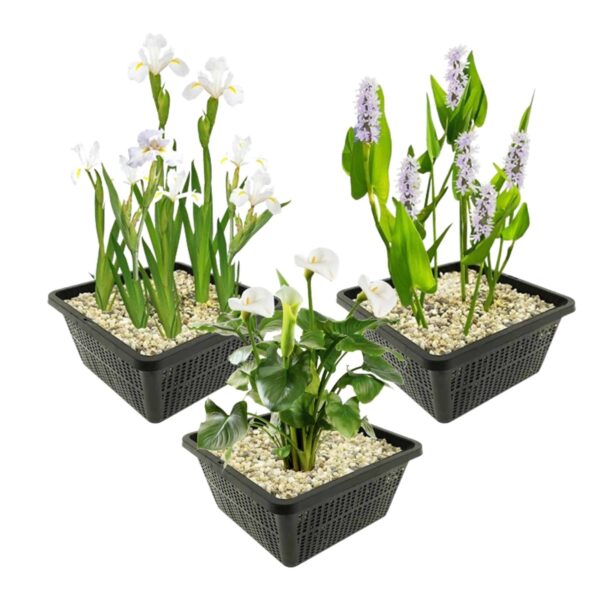 Witte Moerasplanten Witte Moerasplanten