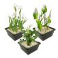 Witte Moerasplanten