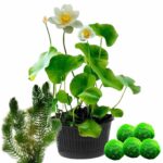 Witte Lotus + Zuurstofplanten tegen Algen