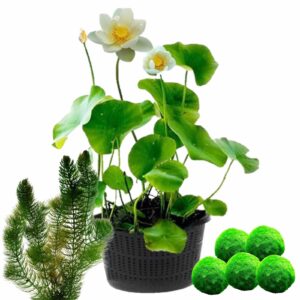 Weißer Lotus + Sauerstoffpflanzen Algen