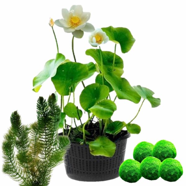 Witte Lotus + Zuurstofplanten tegen Algen Witte Lotus + Zuurstofplanten tegen Algen