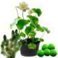 Witte Lotus + Zuurstofplanten tegen Algen