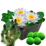 Witte Waterlelie + Zuurstofplanten