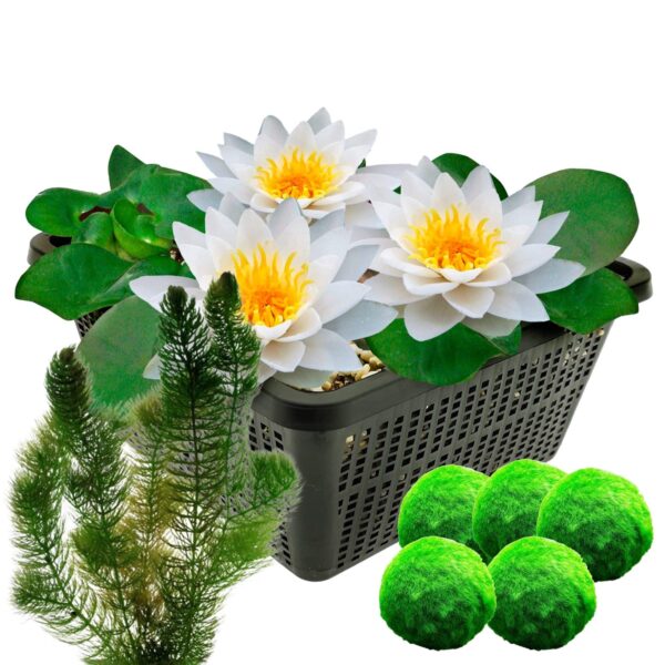 Witte Waterlelie + Zuurstofplanten Witte Waterlelie + Zuurstofplanten