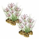 Zwanenbloem 30 planten