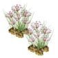 Zwanenbloem 30 planten