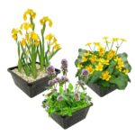 Inheemse Moerasplanten