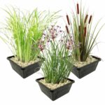 Einheimische Uferpflanzen