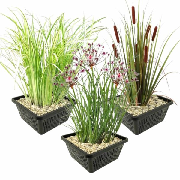Inheemse Oeverplanten Einheimische Uferpflanzen