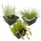 Inheemse Onderwaterplanten