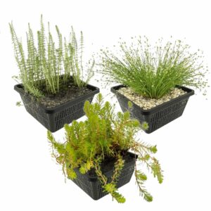 Inheemse Onderwaterplanten