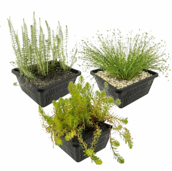 Inheemse Onderwaterplanten Inheemse Onderwaterplanten