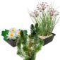 Inheemse Vijverplanten