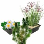 Native Pond Plants