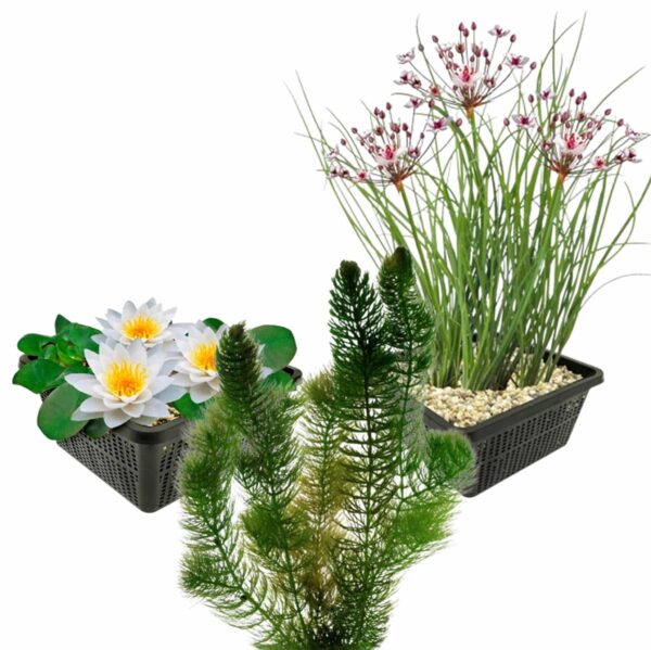 Inheemse Vijverplanten Native Pond Plants