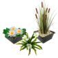 Inheemse Waterplanten