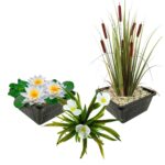 Plantes aquatiques indigènes