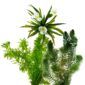 Inheemse Zuurstofplanten