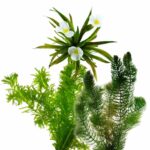 Inheemse Zuurstofplanten