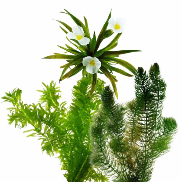 Inheemse Zuurstofplanten Inheemse Zuurstofplanten