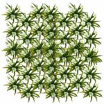 Krabbescheer 60 planten
