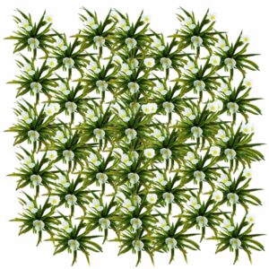 Krabbescheer 60 planten