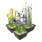 Moerasplanten Moerasplanten