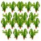 Waterpest 50 planten