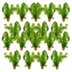 Waterpest 50 planten