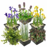 Conjunto de 6 plantas de pântano