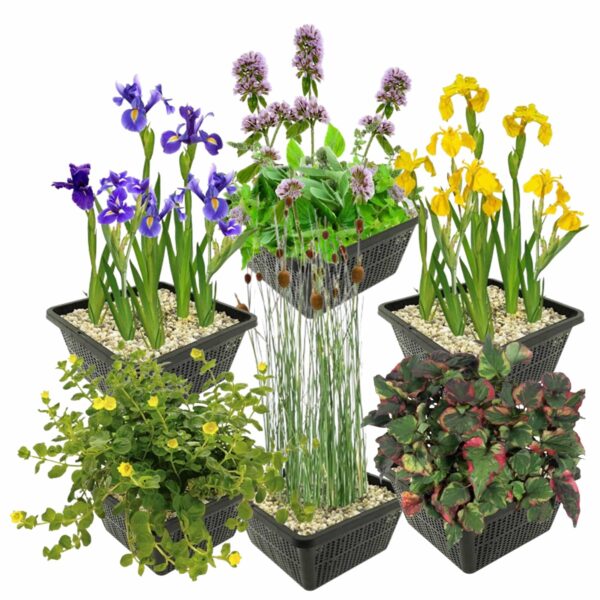 Set 6 Moerasplanten Conjunto de 6 plantas de pântano