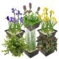 Set 6 Moerasplanten