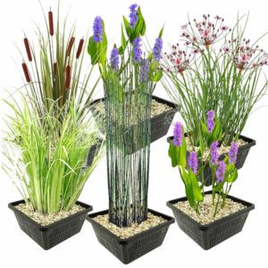 Set 6 Waterplanten