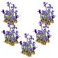 Blauwe Lis 100 planten