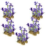 Blauwe Lis 100 planten