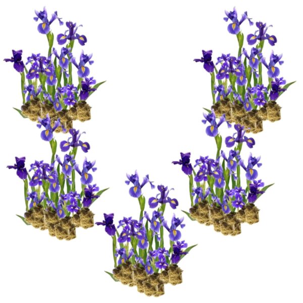 Blauwe Lis 100 planten Blauwe Lis 100 planten